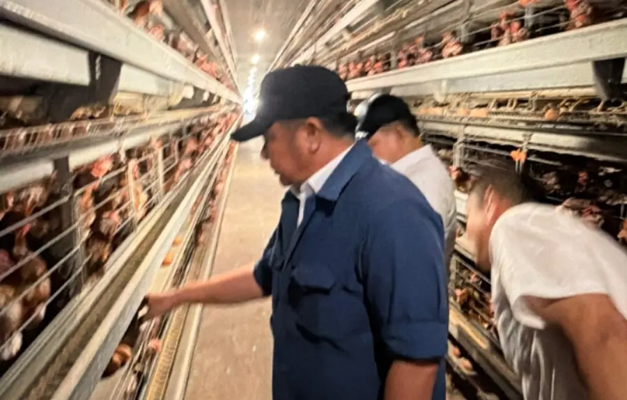 Herman Deru Dampingi Kepala Staf Kepresidenan Tinjau Peternakan Ayam Petelur di Banyuasin